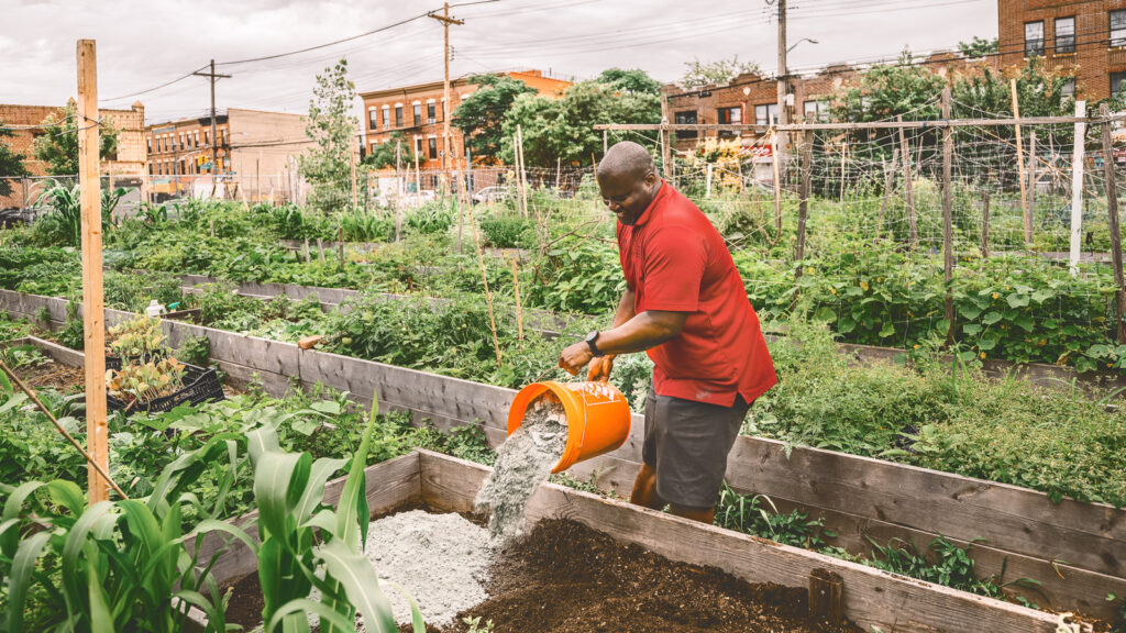 Kwesi Joseph, urban gardens specialist with Cornell Cooperative Extension, spreads rock dust on a community garden in Brooklyn, NY.