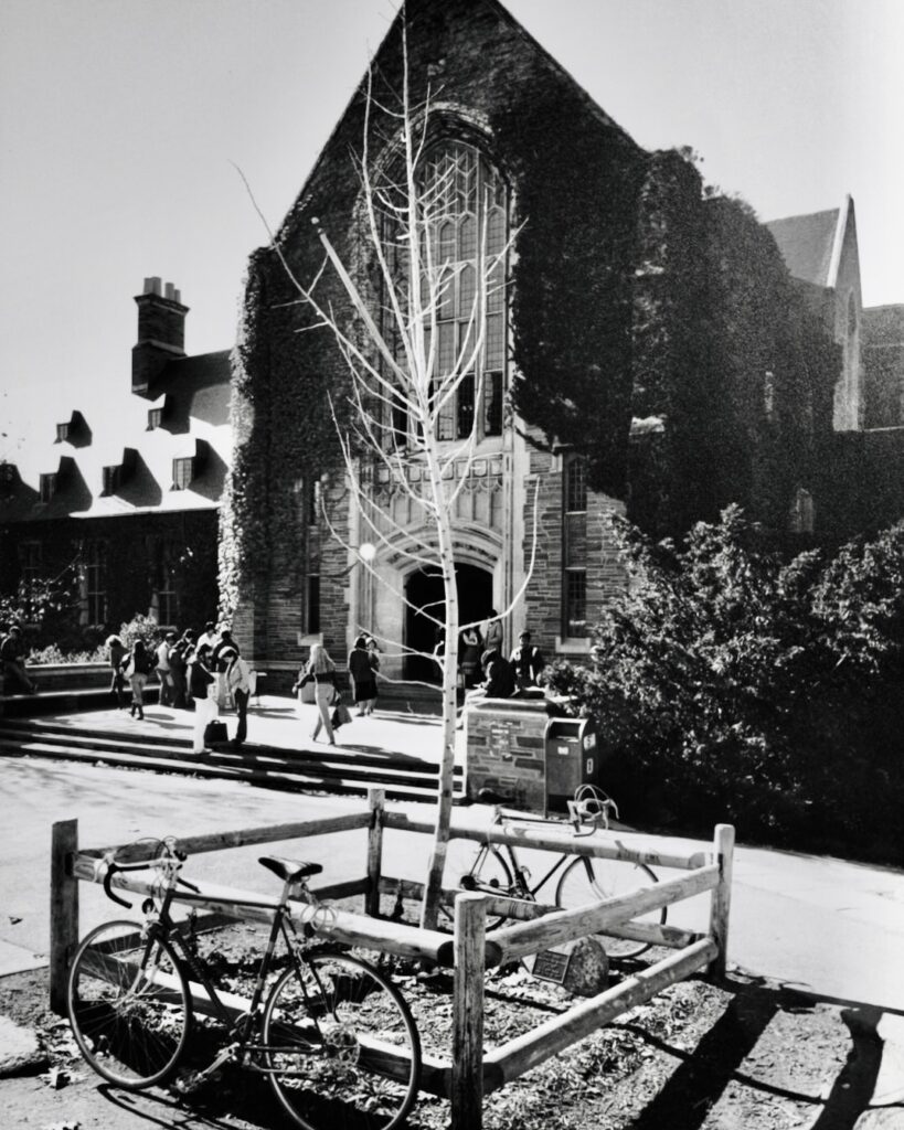 The replacement gingko tree in its original location outside the Straight.