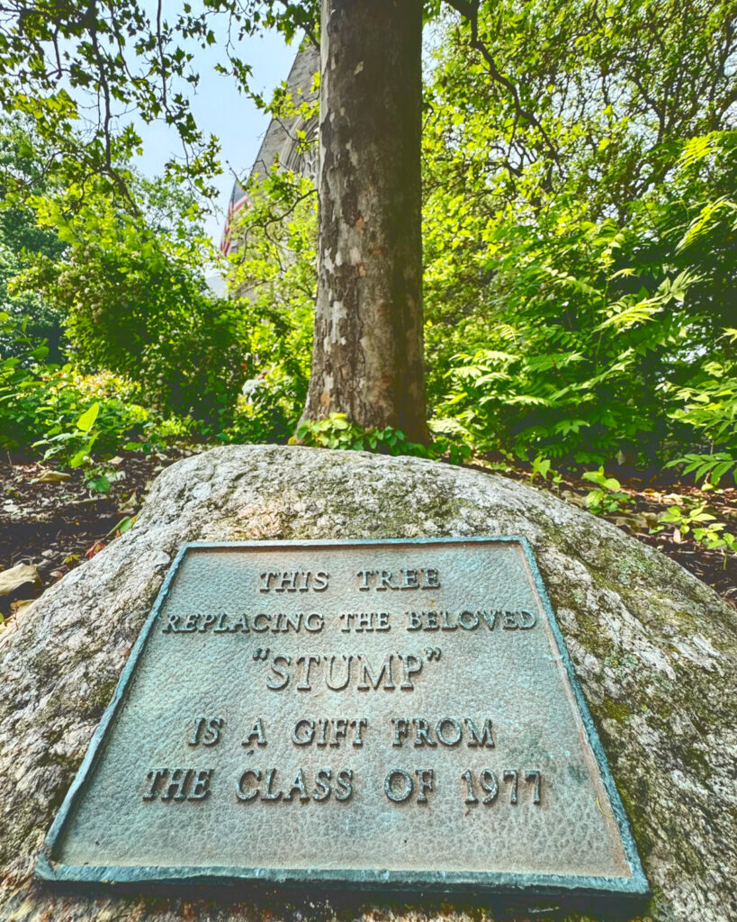 the gingko tree that replaced the Stump, along with a boulder and plaque from the Class of 1977, outside the Straight today