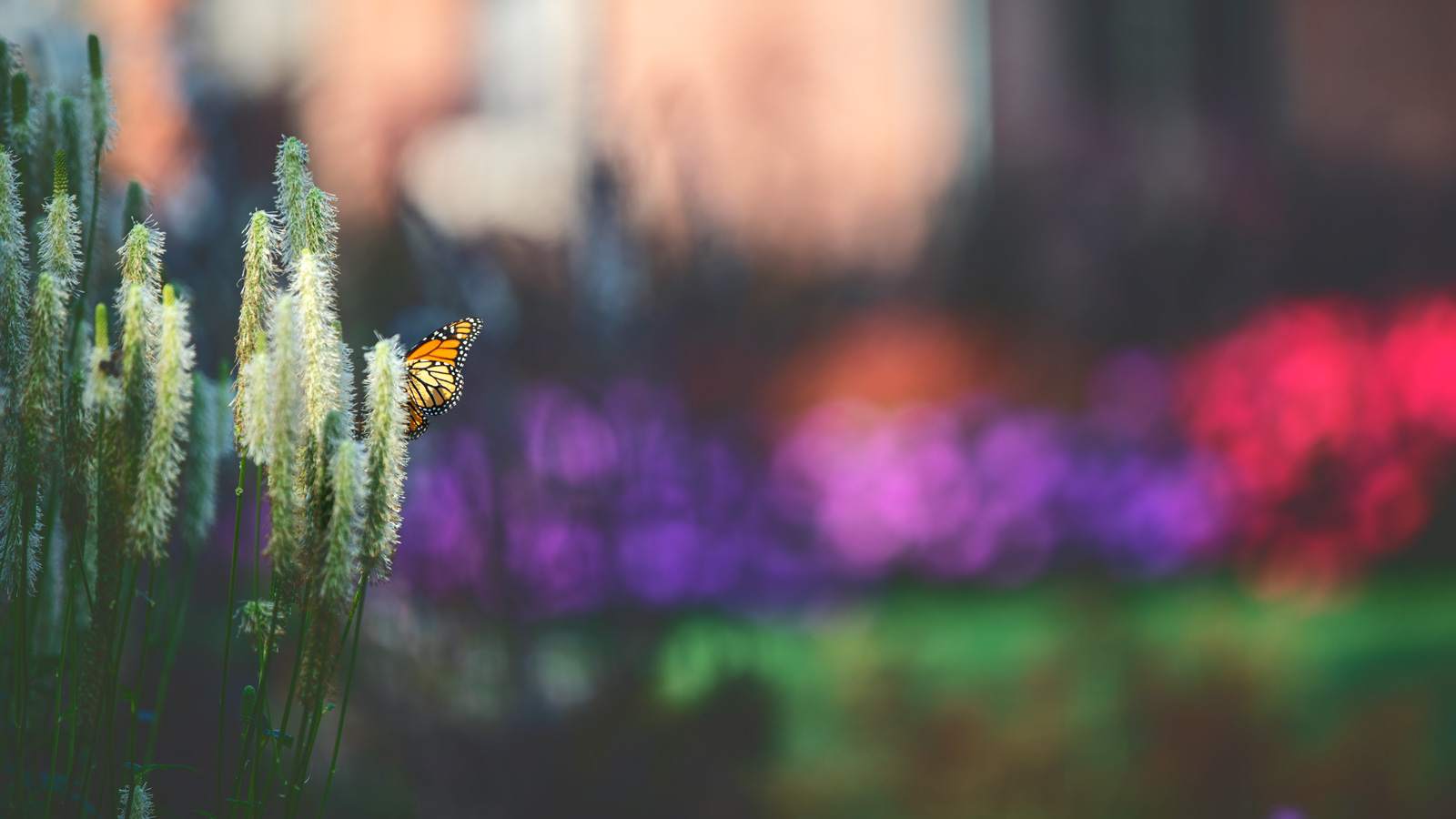 A monarch butterfly on a flower in the A.D. White House garden.