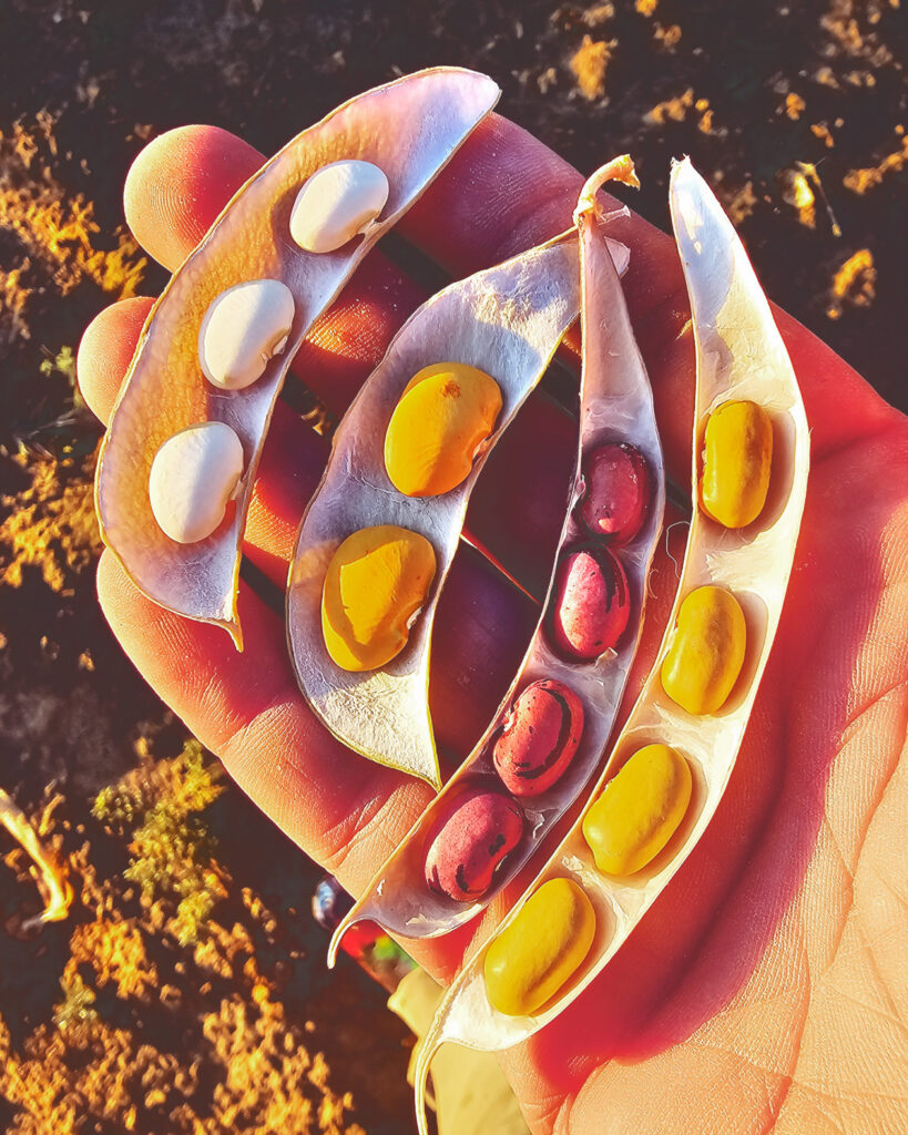 White, orange, and red beans held in a hand.