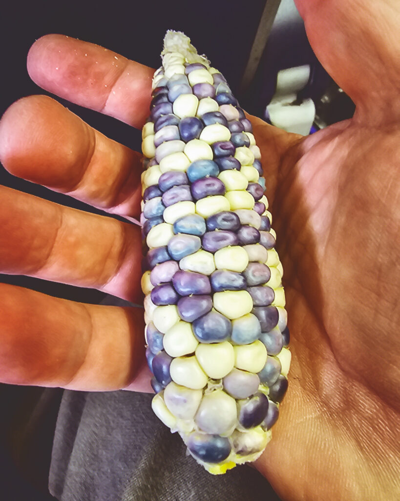 An ear of corn being held in a hand.