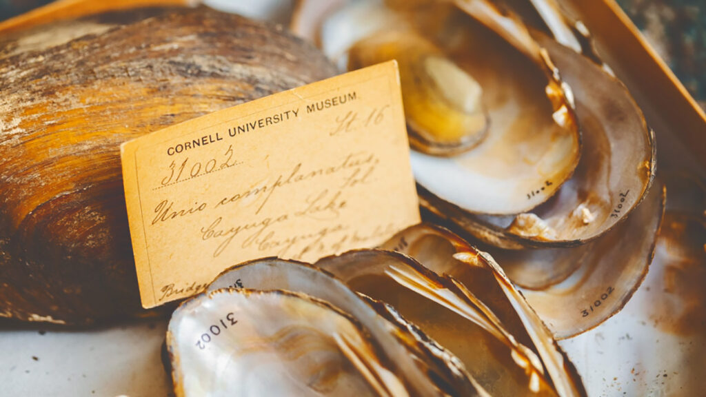 fossil mollusks that are part of the University's Newcomb collection were first brought to the then-Cornell University Museum in the 1800s