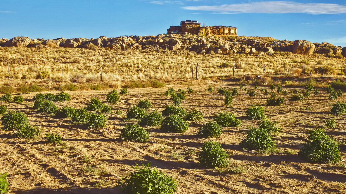 CALS Alum Celebrates Indigenous ‘Dryland’ Farming Techniques