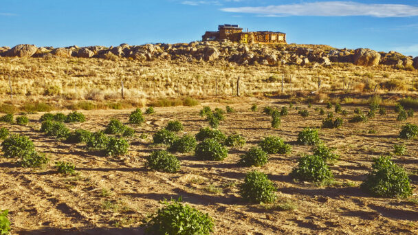 CALS Alum Celebrates Indigenous ‘Dryland’ Farming Techniques