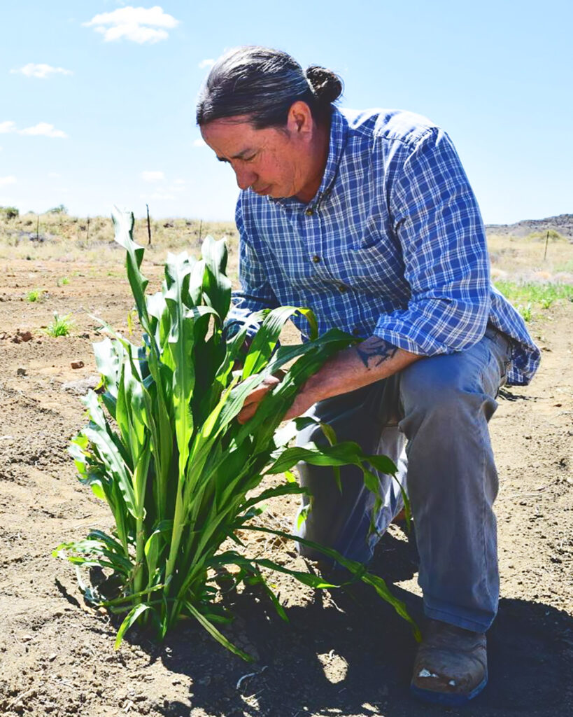 Michael Kotutwa Johnson kneeling on the ground inspecting corn growing.