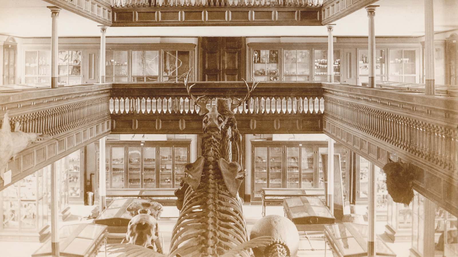view of the interior of McGraw Hall when it housed the Museum of Vertebrates, 1889