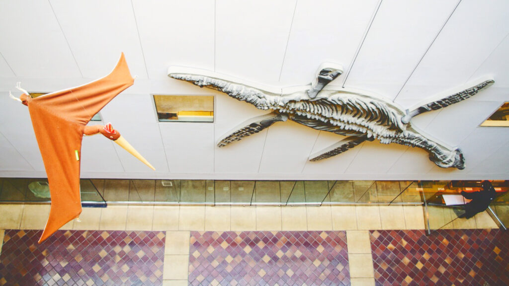 a mounted cast of a plesiosaur, a flippered marine reptile from the early Jurassic period, appears mounted on an interior wall of Snee Hall in 2013; the cast was first purchased by Cornell in the 1870s and once hung in the Natural History Museum in McGraw Hall, and later a stairwell in Kimball Hall, before being moved to Snee in 1984