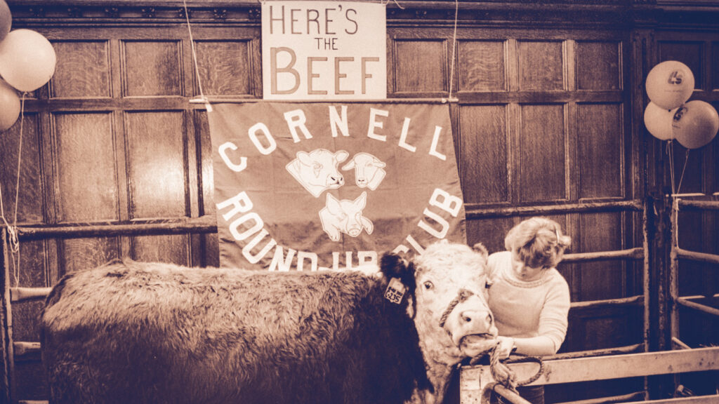sign proclaims "Here's the Beef" above a Cornell Round-Up Club banner and a beef steer during an event in the Willard Straight Memorial Room, 1984