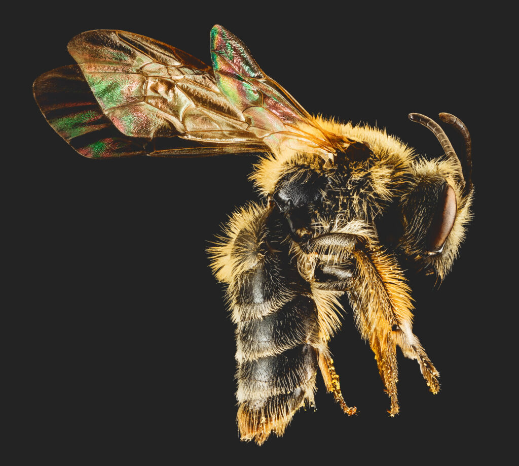side view of an Andrena Cornelli bee