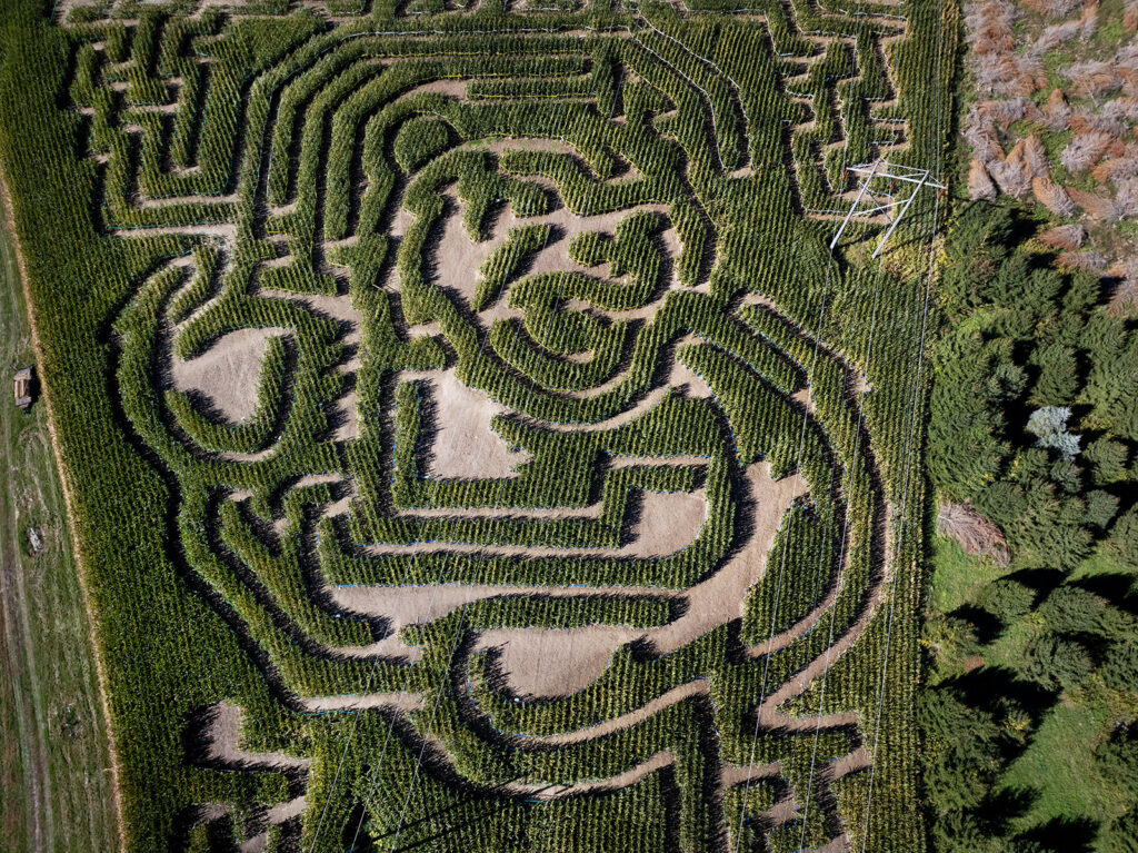 A view from above of the corn maze featuring the Cornell logo.
