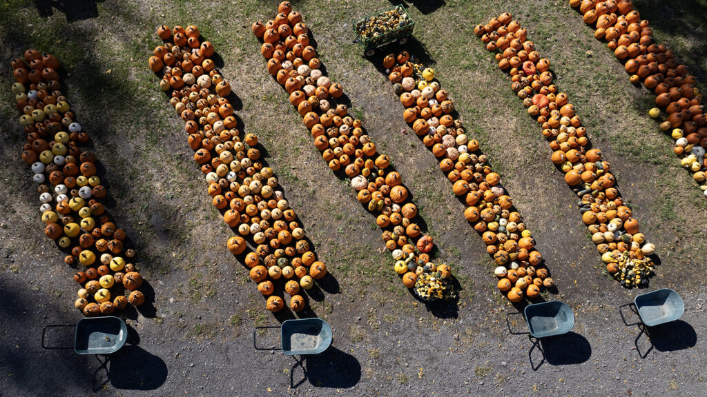 A view from above of hundreds of pumpkins laid out in lines at the Moore Family Farm.