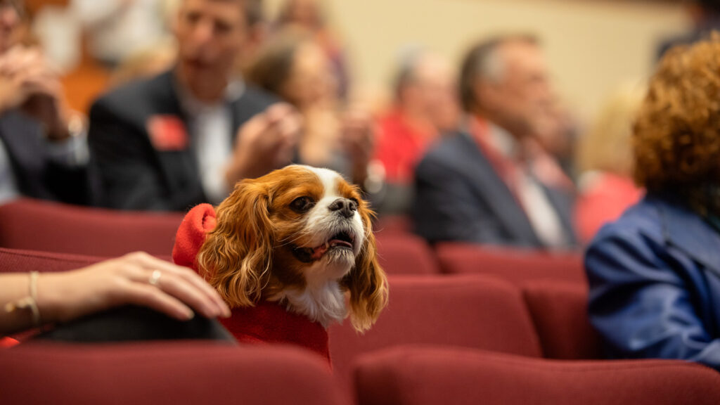 A Cavalier King Charles Spaniel in the audience during the annual State of the University address, Trustee Council Annual Meeting, Oct. 24, 2025, in Call Auditorium.