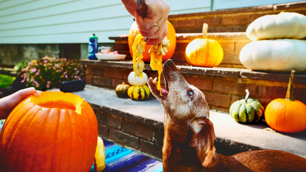 A small dog being fed pumpkin innards