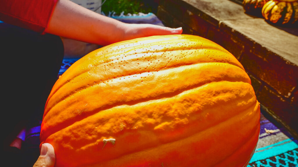 closeup of pumpkin with small holes poked tracing the outline of the stencil design