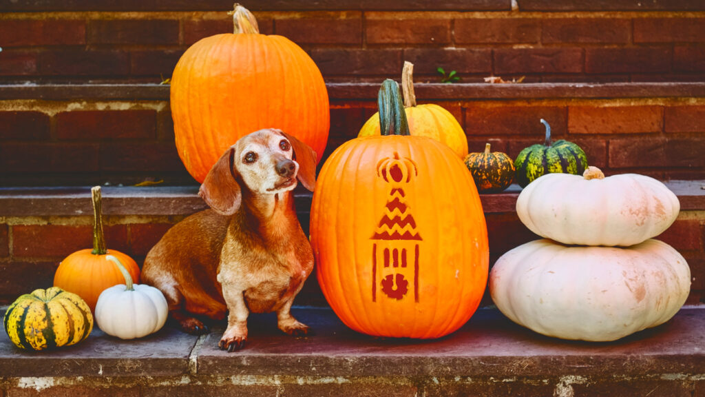 carved pumpkin and dog on stairs outdoors posed with other gourds