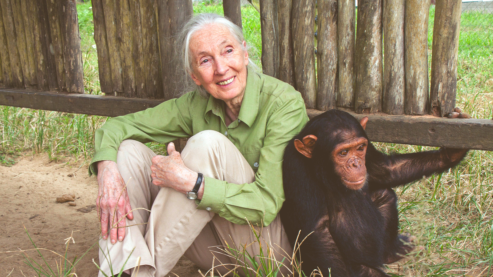 Jane Goodall with Motambo, an orphan at the JGI Tchimpounga Chimpanzee Rehabilitation Center.