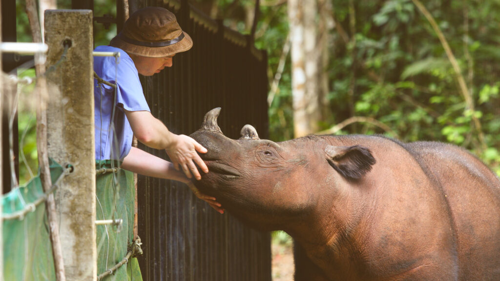 Robin Radcliffe pets a rhino