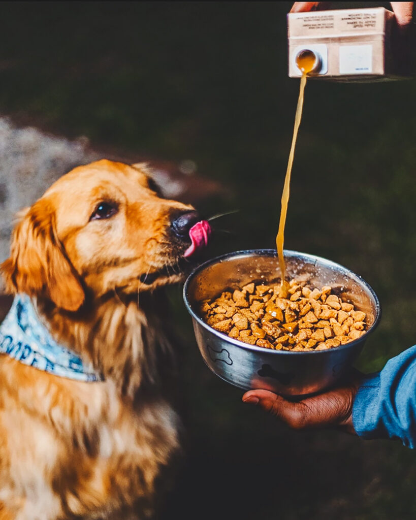 A golden retriever waits for broth to be poured into a bowl of food.