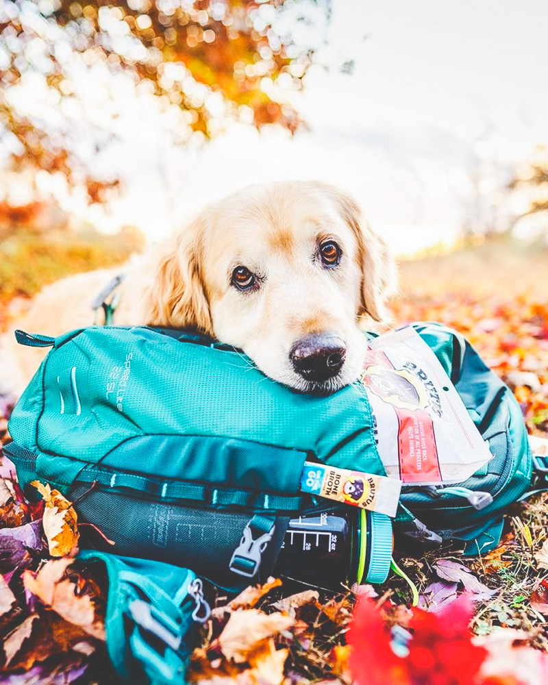 A dog outside laying its head on a backpack that has a travel Brutus bone broth and treats tucked in pockets.