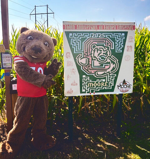 Touchdown stands next to the map of the Cornell-themed corn maze at Moore Family Farm.