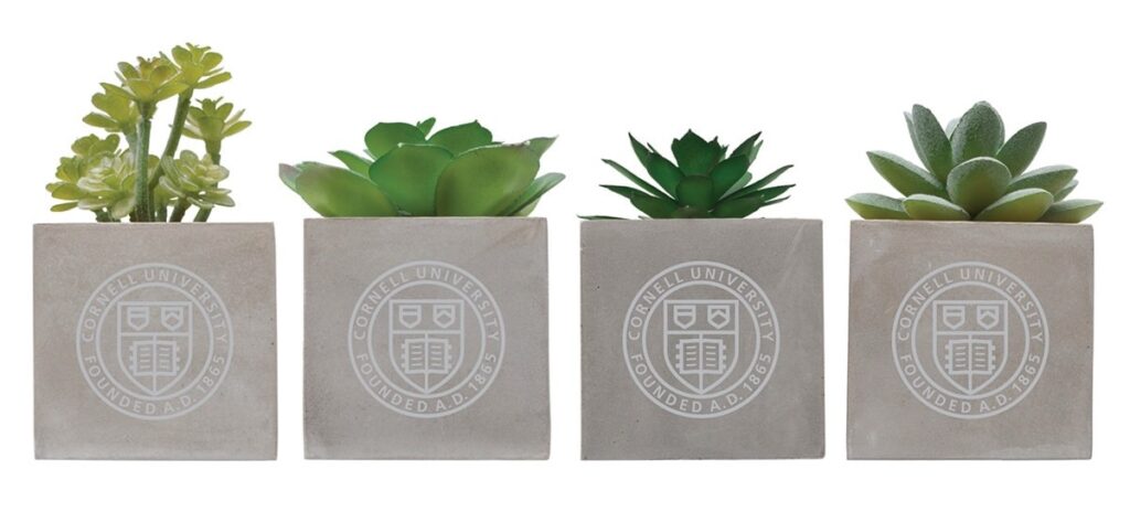 Succulent plants in four, square gray pots with the Cornell seal on them.