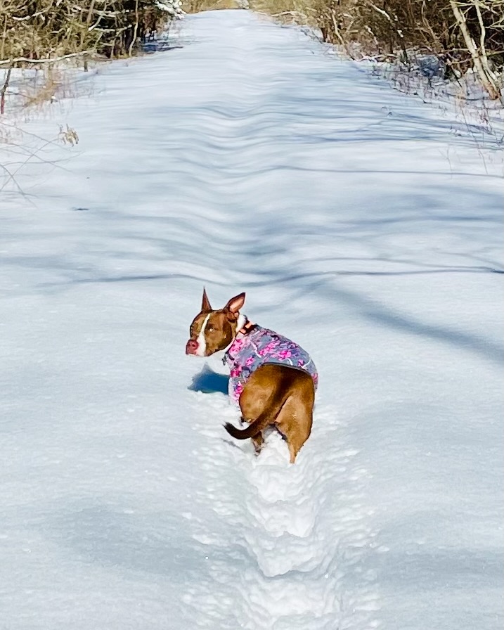 A tan and white dog walks up the middle of a snowy trail in the forest.