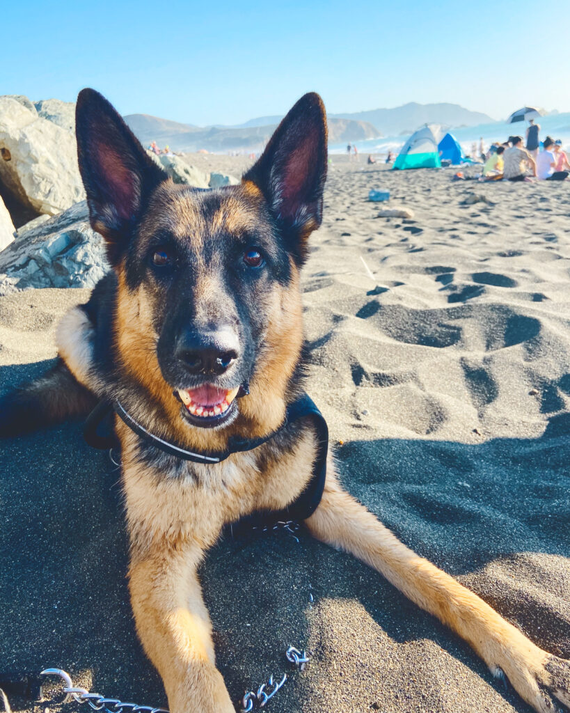 A German Shepherd dog lays in the sand at the beach.