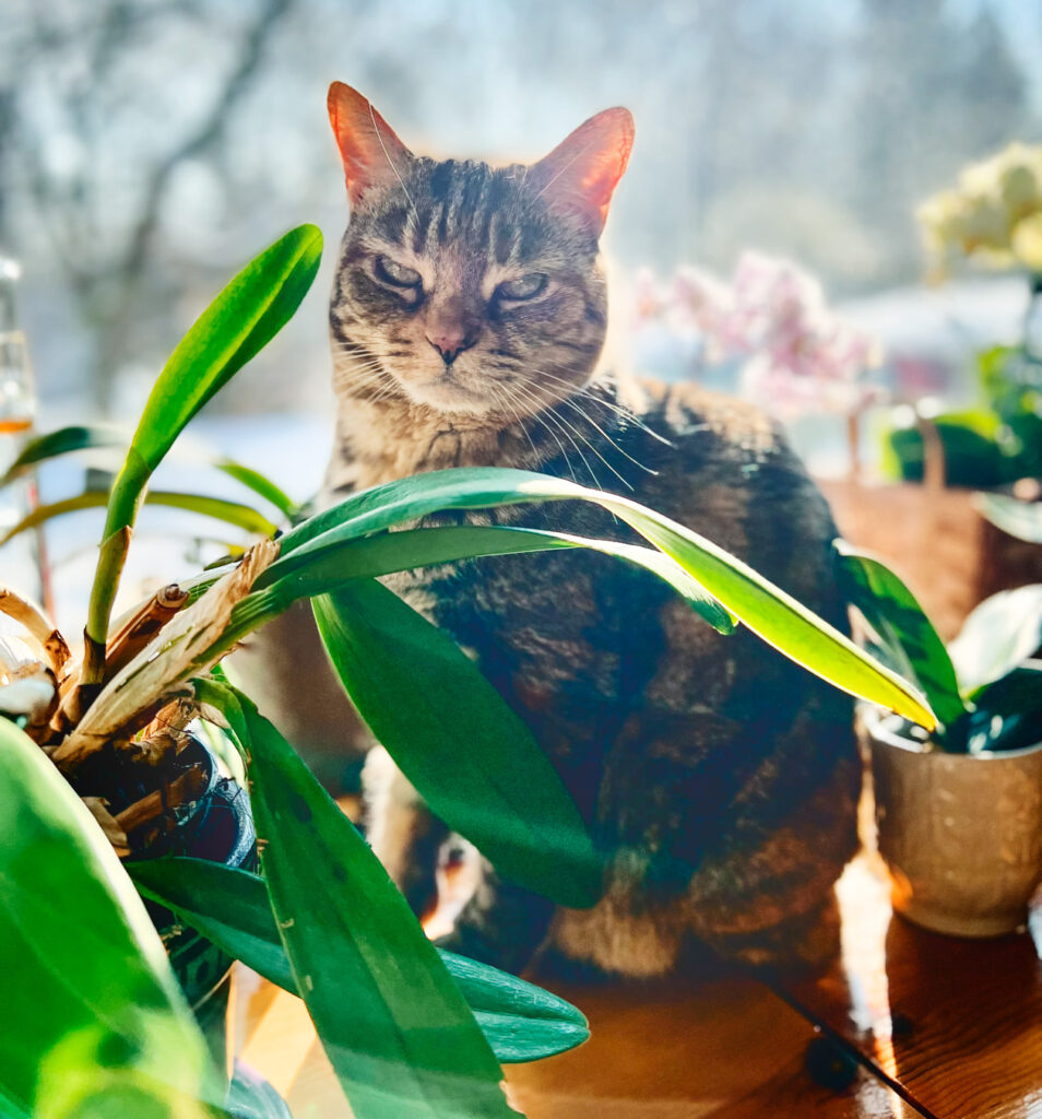 A cat sits on a window sill in the middle of different greenery and flowers.