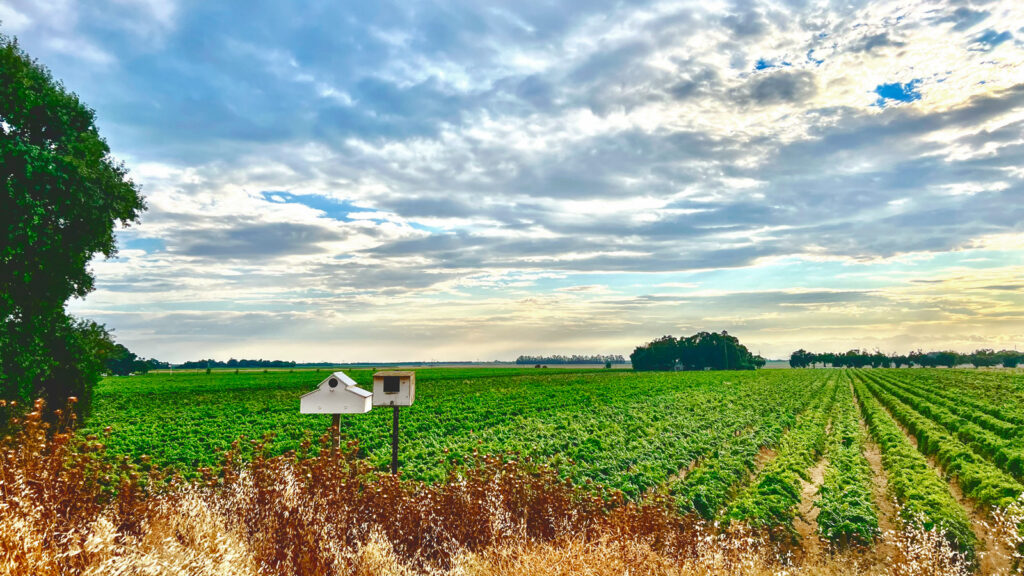 A vineyard on a cloudy day.