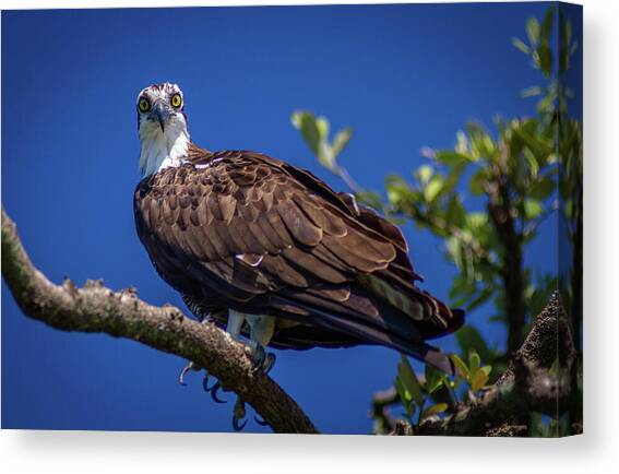 A photo of a raptor bird on a branch
