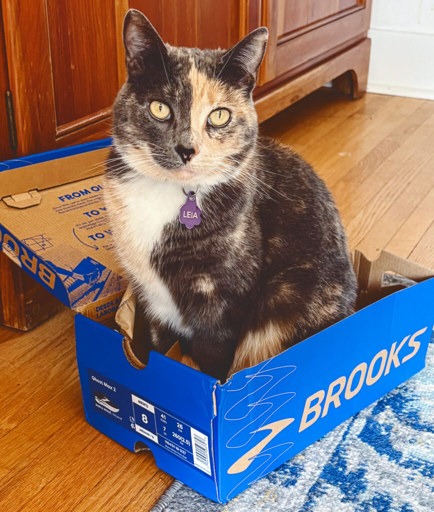 A dark gray, white, and tan cat sits in a shoe box.
