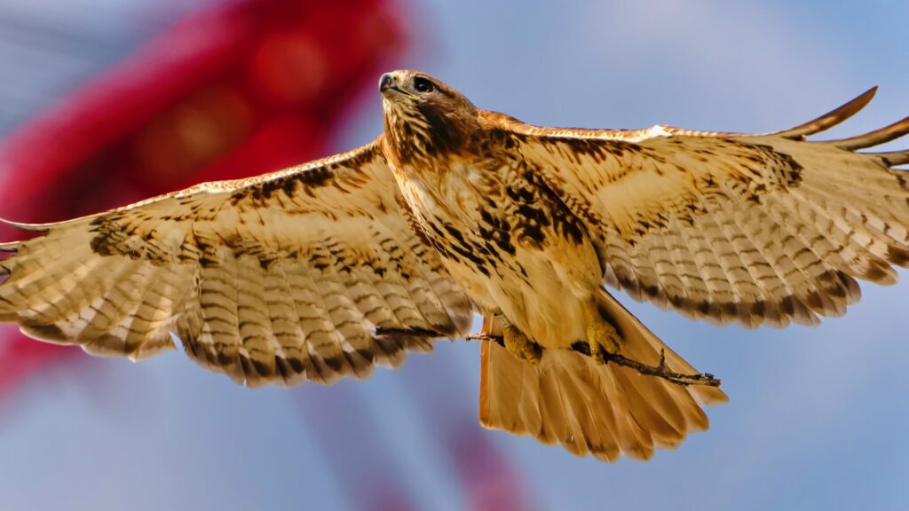 Big Red carries a twig to build a nest