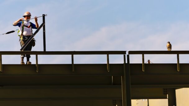 As Meinig Fieldhouse Rises, Iconic Red-tailed Hawks Stay Safe