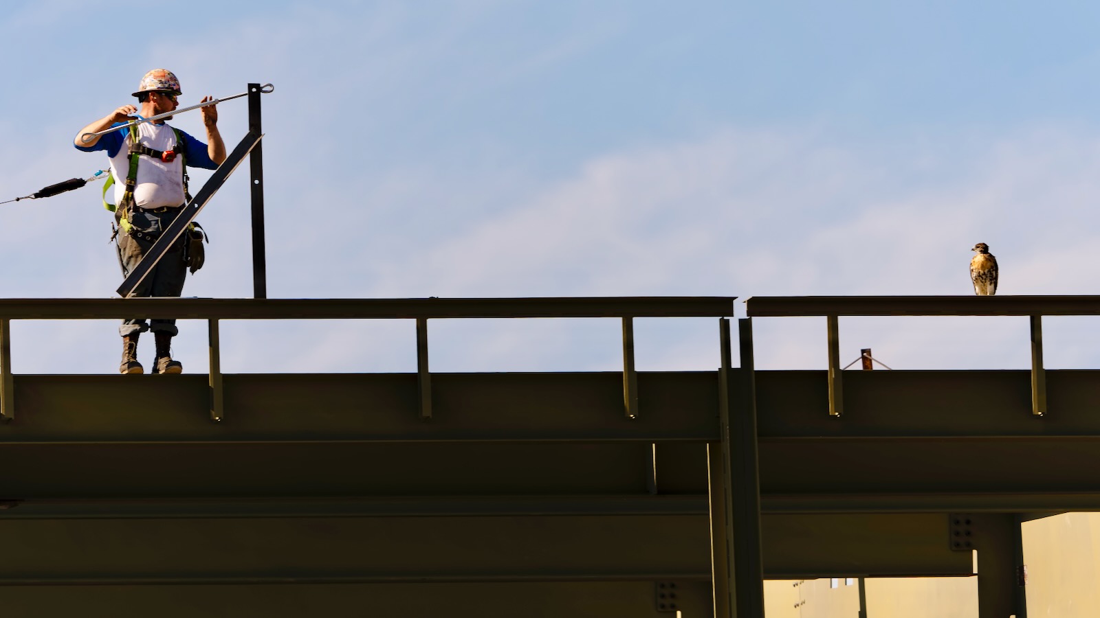 Fledgling hawk O2 perches beside construction worker