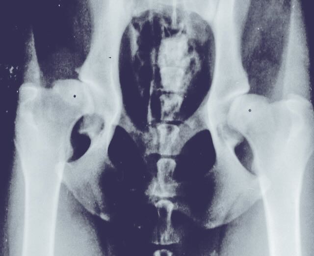 An x-ray of a dog's hips with dysplasia