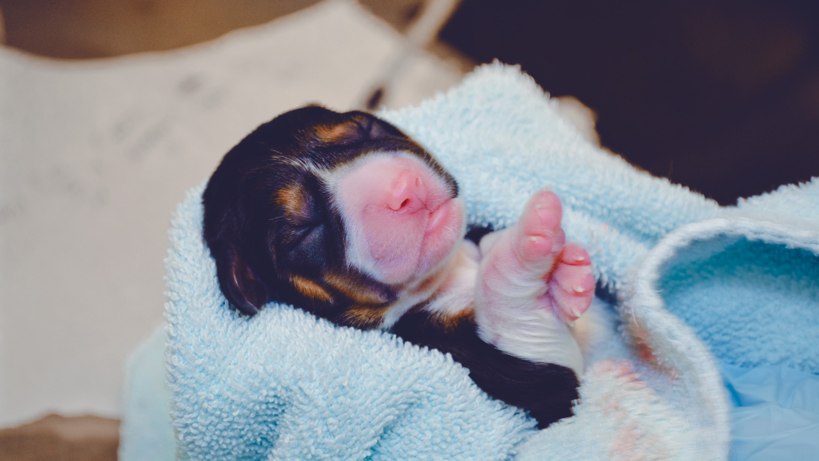 A newborn puppy being held in a blue towel