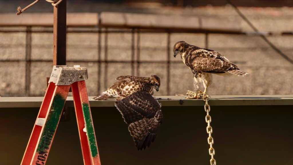 Fledglings O1 and O2 enjoying a snack on a truss