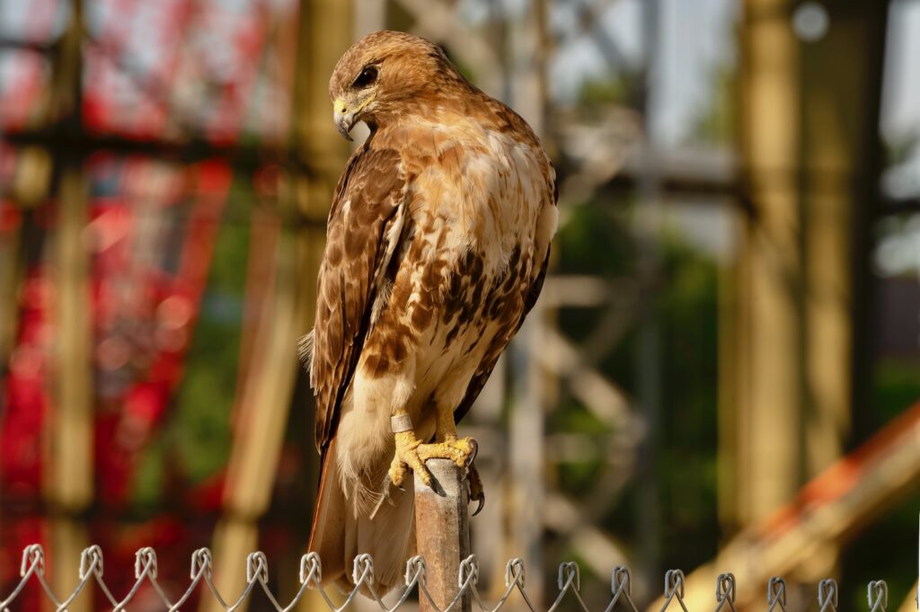 Big Red perches on construction fencing 