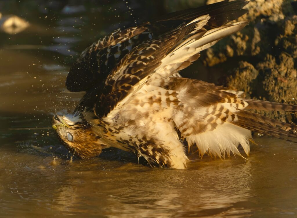 One of Big Red’s fledglings takes a bath