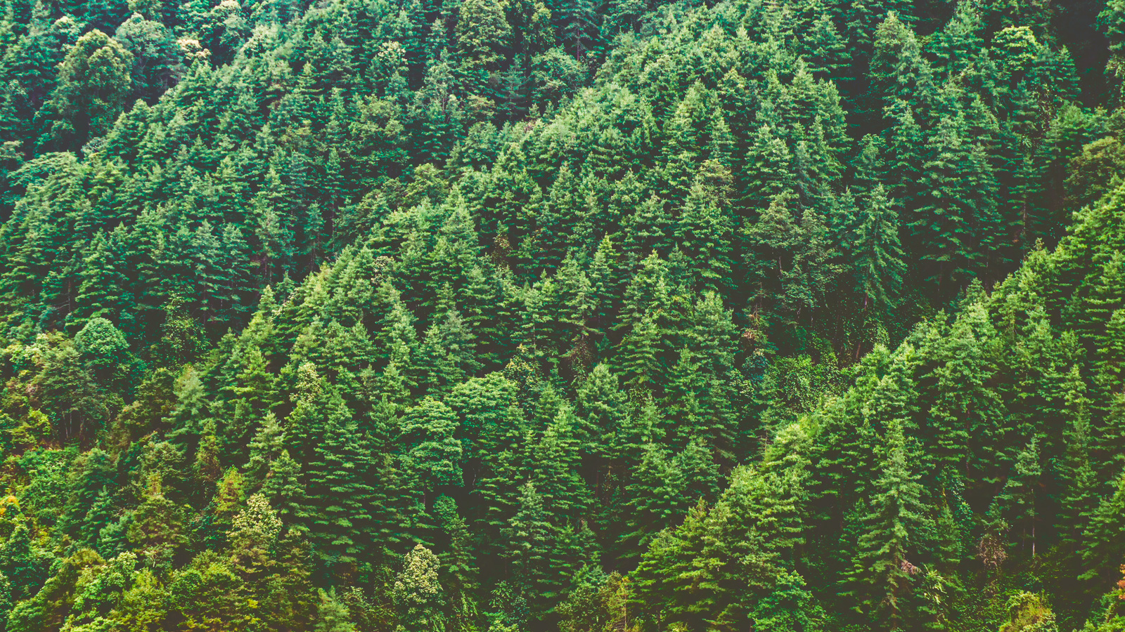 An evergreen forest