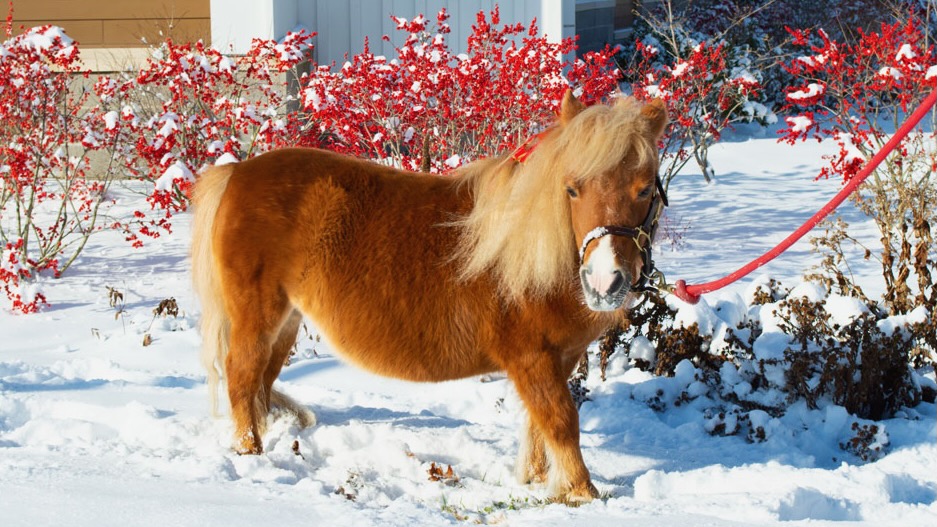 Minnie in the snow, 2019