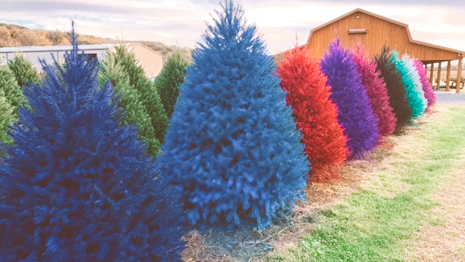 Brightly spray painting Christmas trees at a tree farm