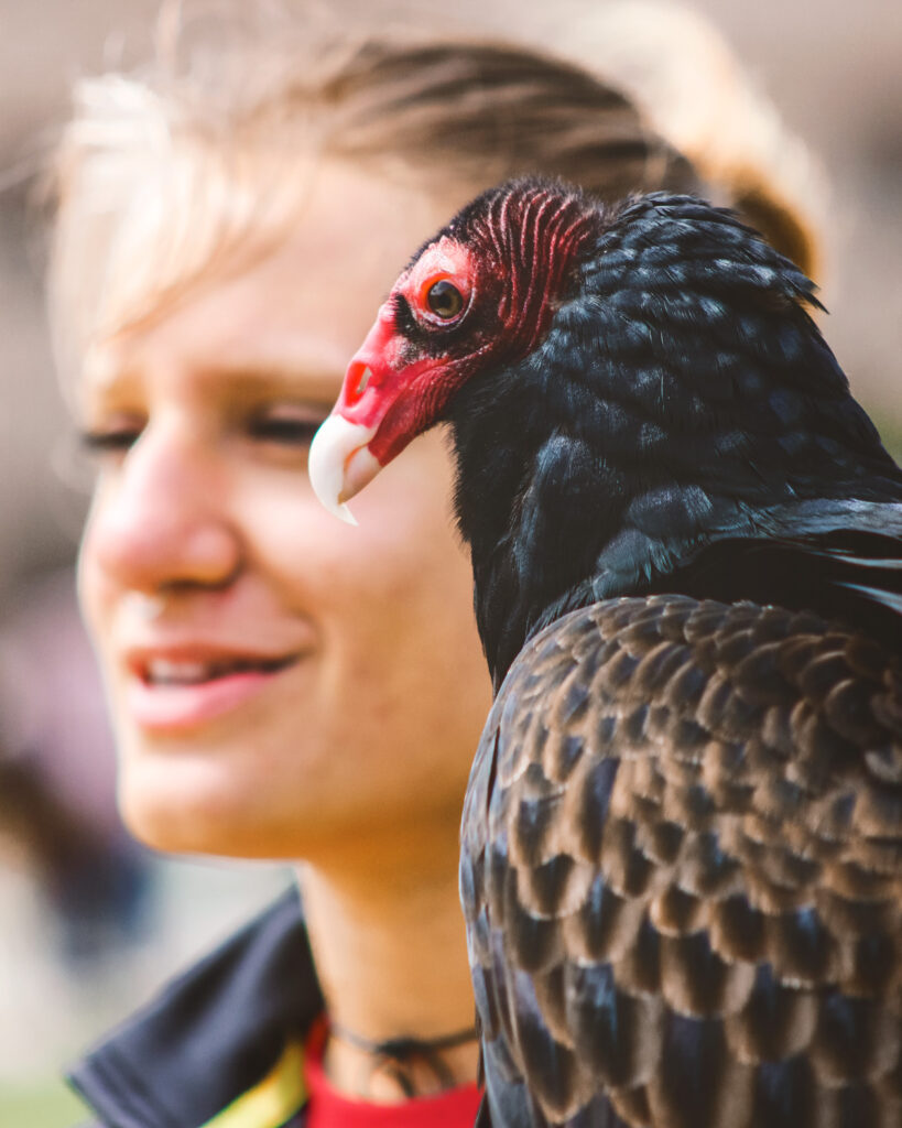 A close up of the side profile of a turkey vulture.
