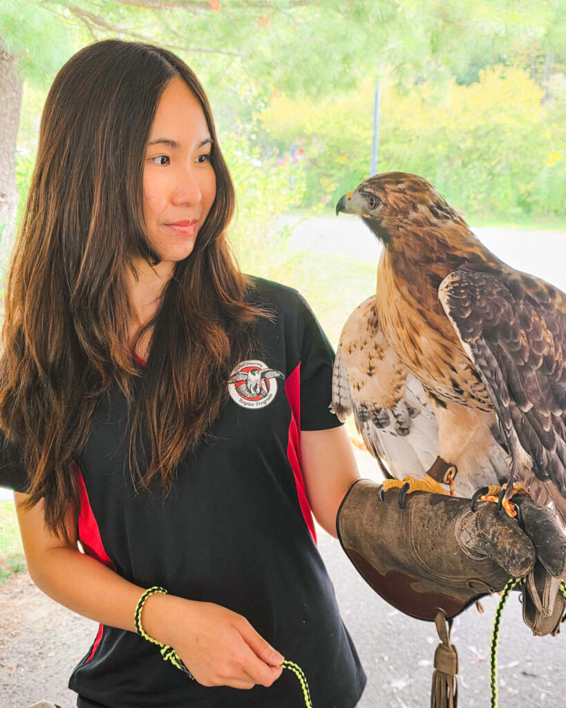 Angelina Tang and a raptor look at each other while it is perched on her glove.