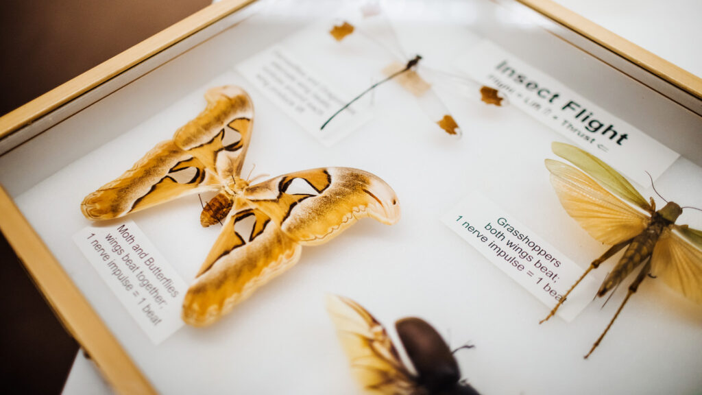 flying insect display case from the Cornell University Insect Collection