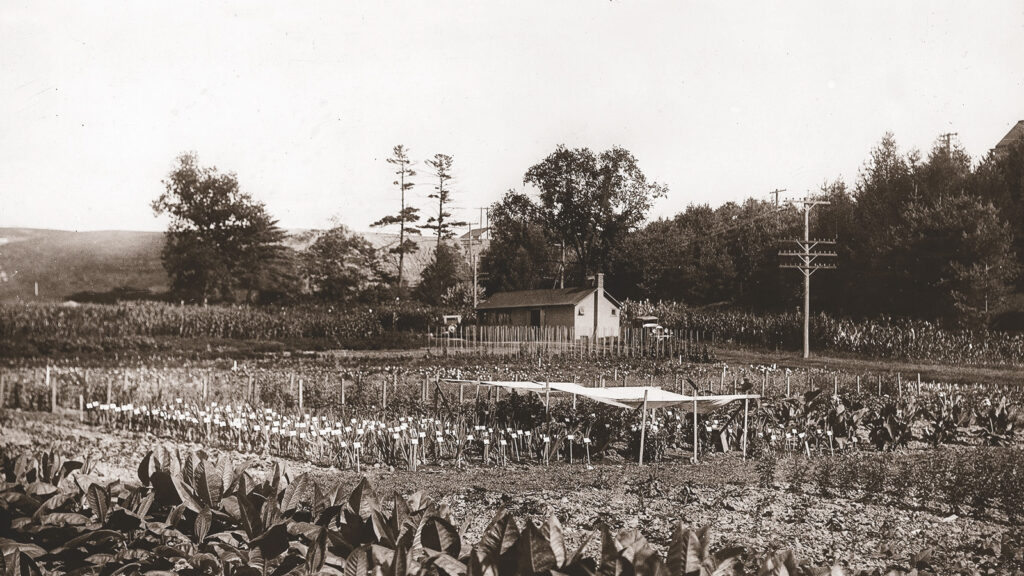 the field and shed used by a team of Barbara McClintock's graduate students that conducted research on corn from 1928–35, which led to breakthroughs in the understanding of genetics and plant breeding