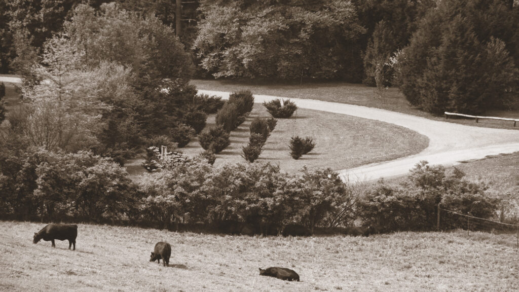 Cows graze in what is now called Jackson Grove in the Arboretum; prior to 1965, much of the area that is the Arboretum today was used by the Department of Animal Husbandry to graze livestock