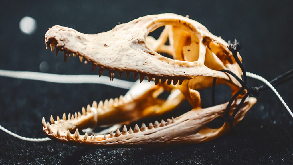 reptile skull within the collections of the Cornell University Museum of Vertebrates