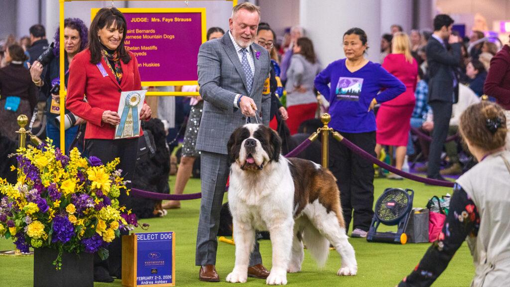 A Saint Bernard stands in front of his owner while being awarded a ribbon at the 2026 Westminster Kennel Club Dog Show
